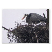 12x18 weiblicher großes Blau-Reiher auf Nest Fotodruck