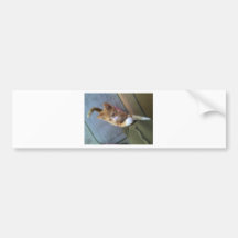 2012-01-28_12-19-46_243.jpg auto sticker