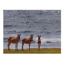 3 wilde Esel durch das Meer Postkarten
