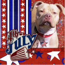 4. Juli Kracher - Pitbull - Jersey-Mädchen Fotoskulpturen