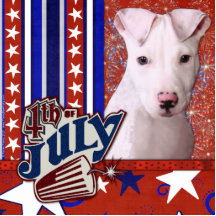 4. Juli Kracher - Pitbull Welpe - Petey Photofiguren