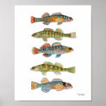 5 FrischwasserDarters Plakatdruck