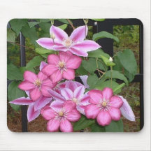 AA, rosa Clematis-Blume mousepad