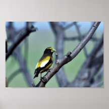 AbendGrosbeak Plakate