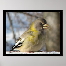 AbendGrosbeak Posterdruck
