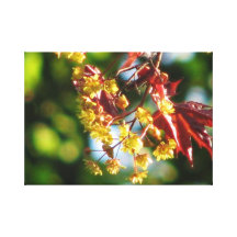 Acer-Blüte Gespannter Galeriedruck
