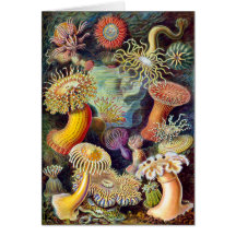 Actiniae Illustration, die Germa Ernst Haeckel mal Karten