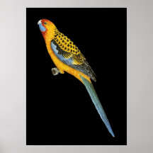 Adelaide Rosella - Platycerus elegans adelaidae Posterdruck