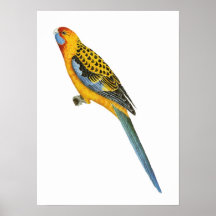 Adelaide Rosella - Platycerus elegans adelaidaeW Plakatdrucke