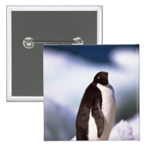 Adelie-Pinguine Anstecknadel