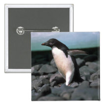 Adelie-Pinguine Anstecknadelbutton