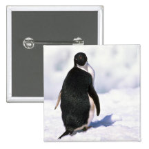 Adelie-Pinguine Anstecknadelbuttons