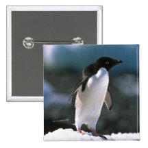 Adelie-Pinguine Anstecknadelbuttons
