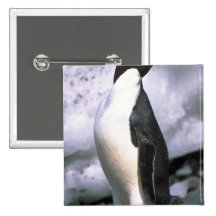 Adelie-Pinguine Button
