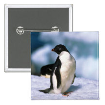 Adelie-Pinguine Buttons