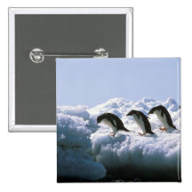 Adelie-Pinguine Buttons