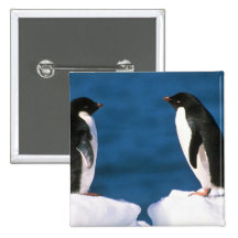 Adelie-Pinguine Buttons