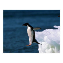 Adelie-Pinguine, die von einem Eisberg springen Postkarte