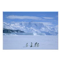 Adelie Pinguine, Pygoscelis adeliae), Kunstphotos