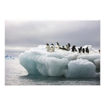 Adelie-PinguinPygoscelis adeliae), Kunst Fotos