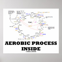 Aerobes Prozess-Innere (Krebs Zyklus) Posterdrucke