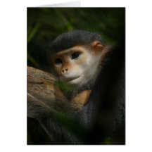 Affe Grußkarten