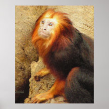 Affe Poster