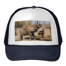 African_Elephant_001 Baseball Kappe