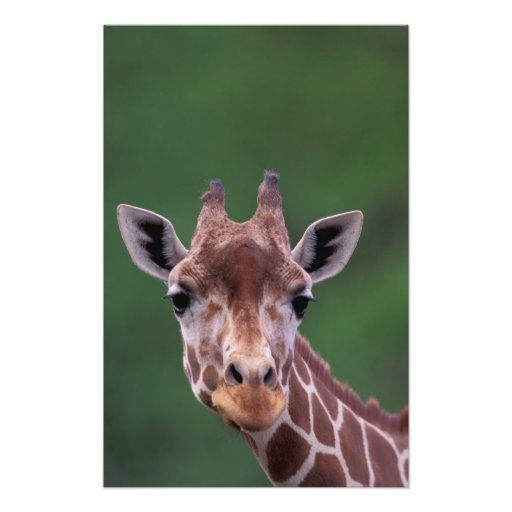 Afrika, Kenia, Impala-Ranch. Retikuliert Kunstphotos