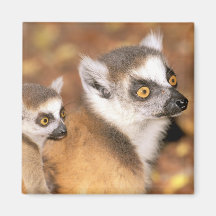 Afrika, Madagaskar, Berenty private Reserve Magnets