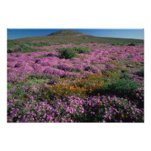 Afrika, Südafrika, Namaqualand, Orange und Kunstphoto