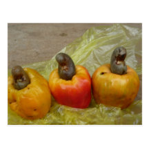 Afrikanische Acajounuss-Frucht-Postkarte