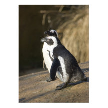 Afrikanische Pinguine Einladungskarte