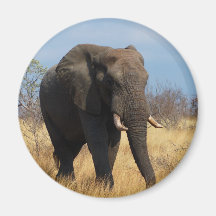 Afrikanischer Elefant Magnete