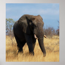 Afrikanischer Elefant-Plakat-Druck