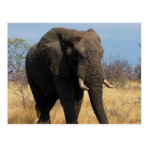 Afrikanischer Elefant Postkarten