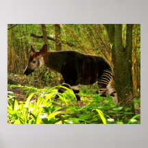 Afrikanischer Okapi Plakatdruck