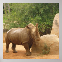 Afrikanischer Rhino auf Leinwand Posterdruck