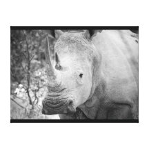 Afrikanischer weißer Rhino wickelte Leinwand-Druck Galerie Faltleinwand