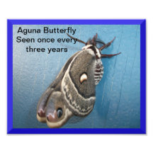 Aguna Schmetterlings-Foto-Erweiterung