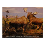 Alaska-Elche Postkarte