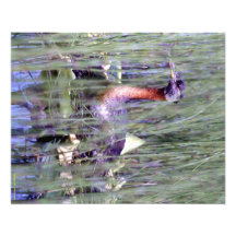 Alaskische wild lebende Tiere Photodrucke