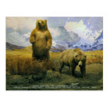 alaskischer Braunbär Postkarte