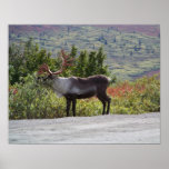 Alaskischer Karibu-Plakat-Druck