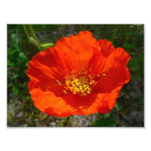 Alaskischer roter Mohnblumen-Foto-Druck