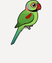 AlexandrineParakeet Hemden