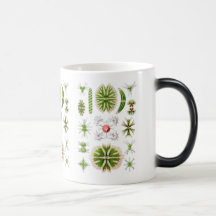 Algen Teetasse