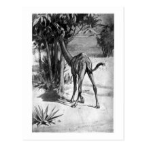 Alice B. Woodward: Altecamelus Kunst poscard Postkarten