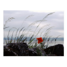 Alleine Mohnblume, Lindisfarne, England - Postkart