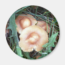 Allgemeiner Mützen-Pilz-Magnet Magnete